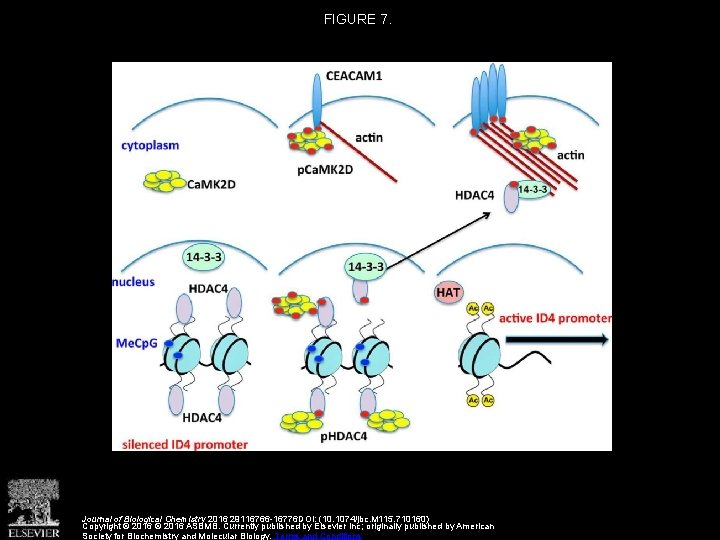 FIGURE 7. Journal of Biological Chemistry 2016 29116766 -16776 DOI: (10. 1074/jbc. M 115. FIGURE 7. Journal of Biological Chemistry 2016 29116766 -16776 DOI: (10. 1074/jbc. M 115.