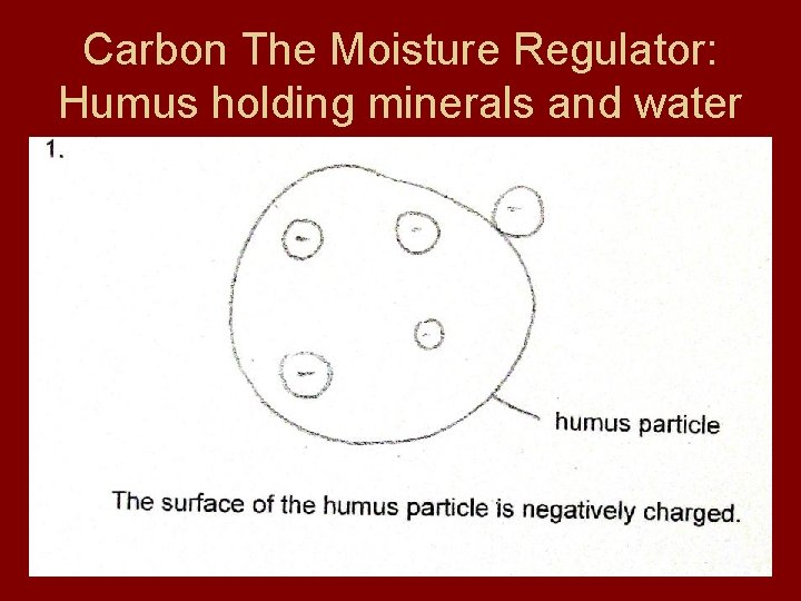 Carbon The Moisture Regulator: Humus holding minerals and water 