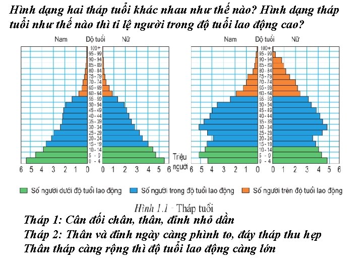 Hình dạng hai tháp tuổi khác nhau như thế nào? Hình dạng tháp tuổi