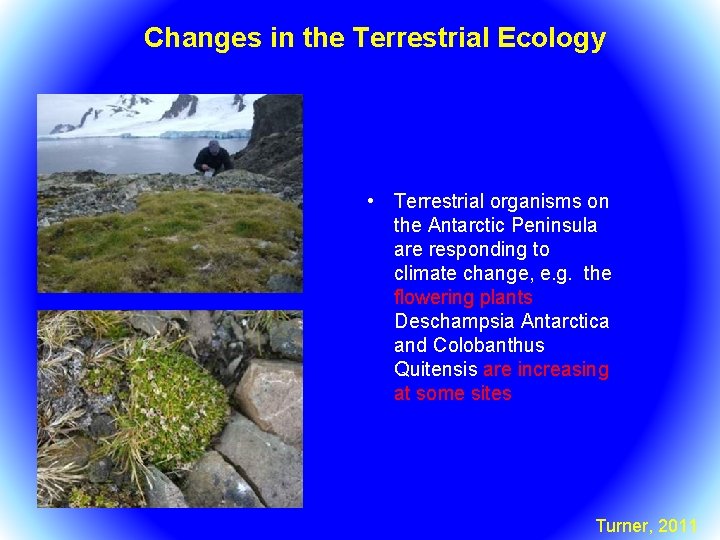 Changes in the Terrestrial Ecology • Terrestrial organisms on the Antarctic Peninsula are responding