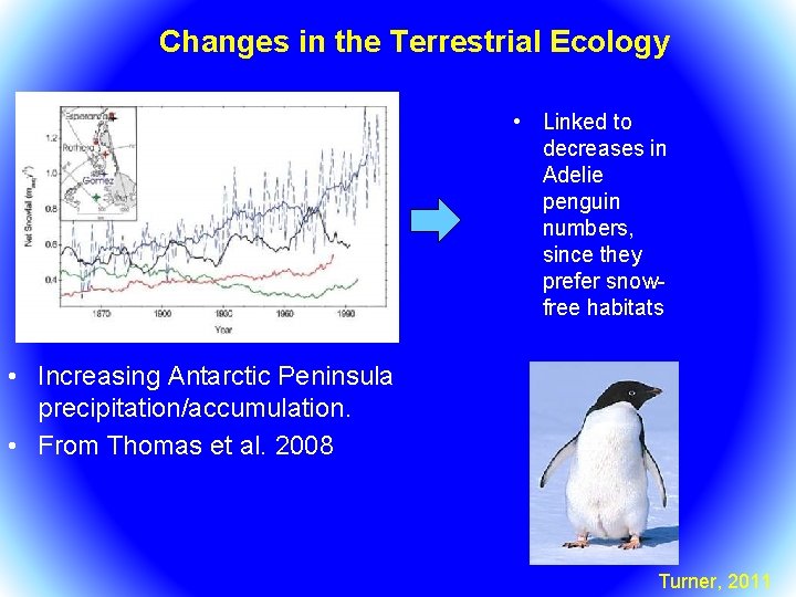 Changes in the Terrestrial Ecology • Linked to decreases in Adelie penguin numbers, since