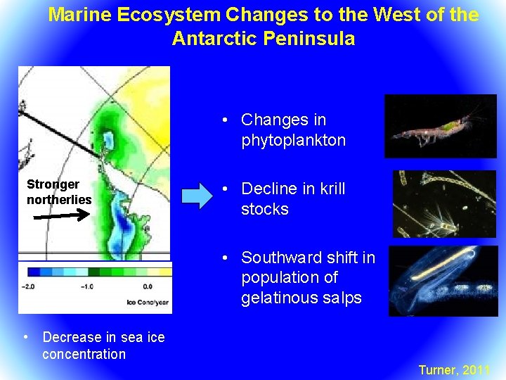 Marine Ecosystem Changes to the West of the Antarctic Peninsula • Changes in phytoplankton