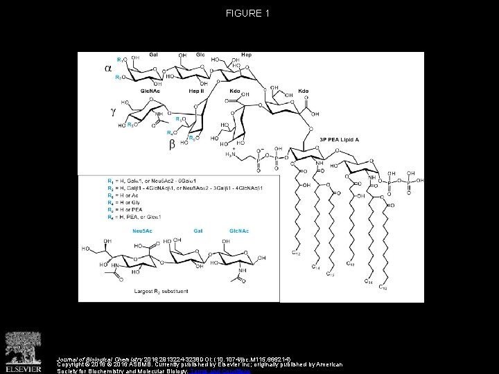 FIGURE 1 Journal of Biological Chemistry 2016 2913224 -3238 DOI: (10. 1074/jbc. M 115.