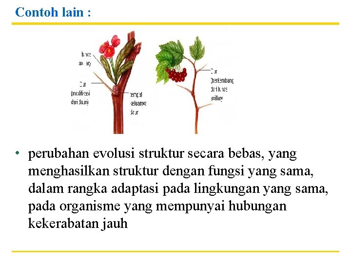 Contoh lain : • perubahan evolusi struktur secara bebas, yang menghasilkan struktur dengan fungsi