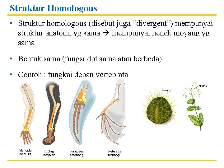 Struktur Homologous • Struktur homologous (disebut juga “divergent”) mempunyai struktur anatomi yg sama mempunyai