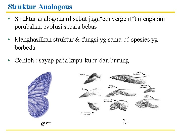 Struktur Analogous • Struktur analogous (disebut juga"convergent") mengalami perubahan evolusi secara bebas • Menghasilkan