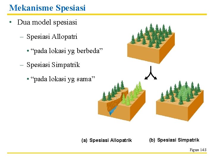 Mekanisme Spesiasi • Dua model spesiasi – Spesiasi Allopatri • “pada lokasi yg berbeda”
