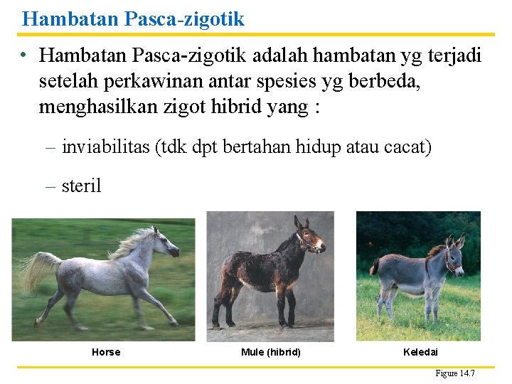 Hambatan Pasca-zigotik • Hambatan Pasca-zigotik adalah hambatan yg terjadi setelah perkawinan antar spesies yg