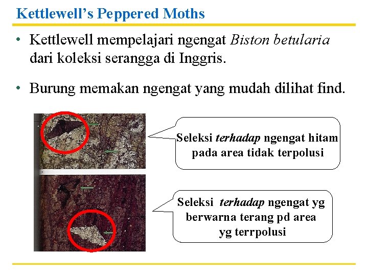 Kettlewell’s Peppered Moths • Kettlewell mempelajari ngengat Biston betularia dari koleksi serangga di Inggris.