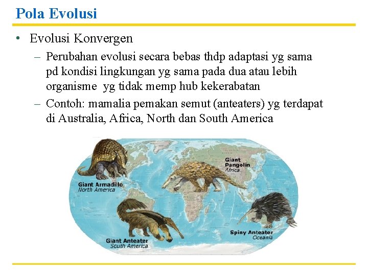 Pola Evolusi • Evolusi Konvergen – Perubahan evolusi secara bebas thdp adaptasi yg sama