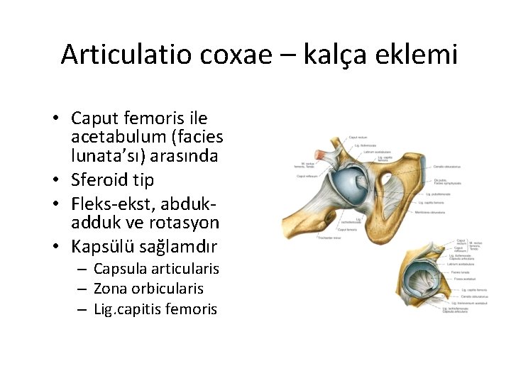 Articulatio coxae – kalça eklemi • Caput femoris ile acetabulum (facies lunata’sı) arasında •