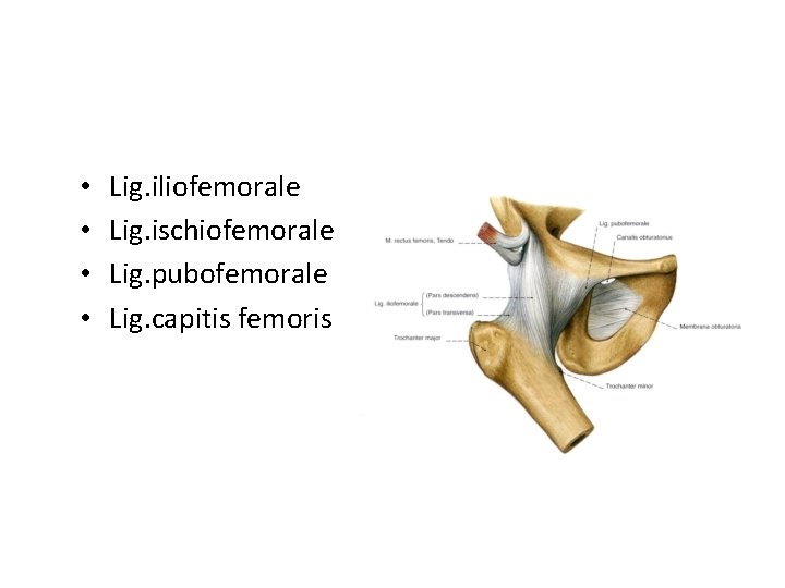  • • Lig. iliofemorale Lig. ischiofemorale Lig. pubofemorale Lig. capitis femoris 