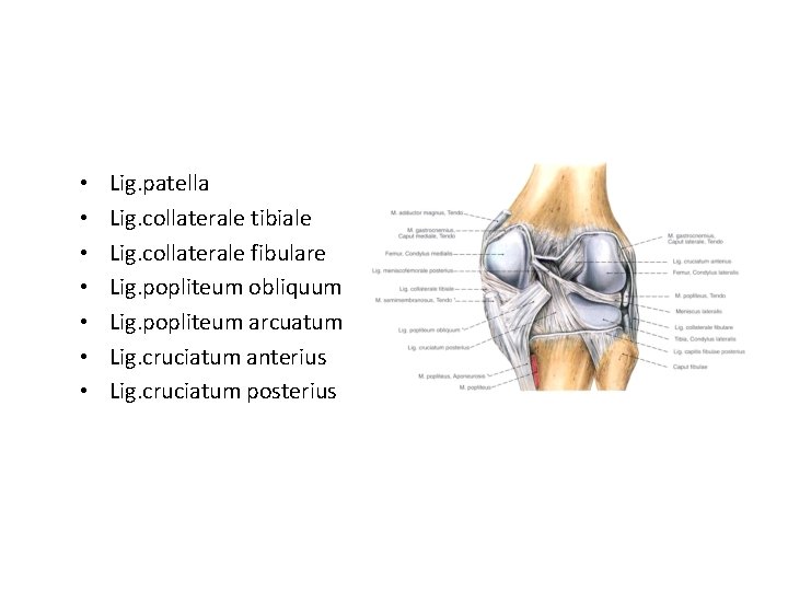  • • Lig. patella Lig. collaterale tibiale Lig. collaterale fibulare Lig. popliteum obliquum