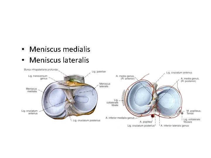  • Meniscus medialis • Meniscus lateralis 