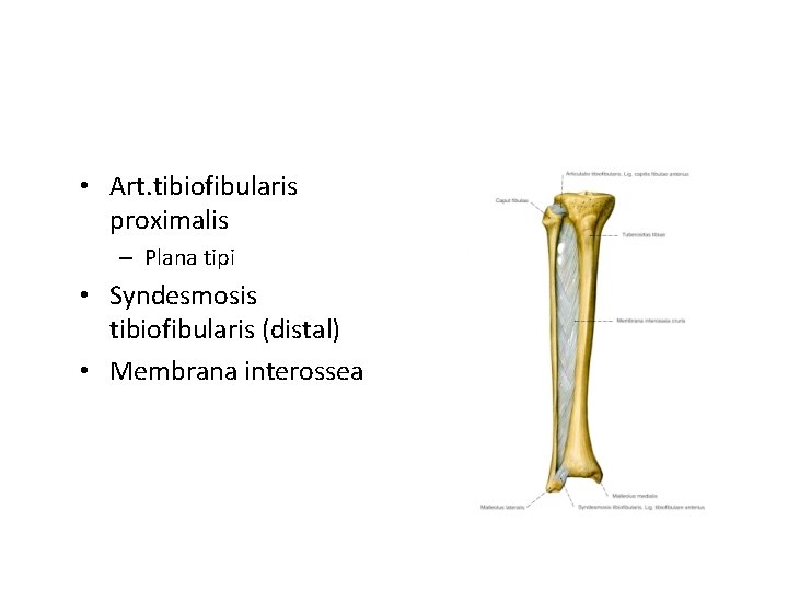  • Art. tibiofibularis proximalis – Plana tipi • Syndesmosis tibiofibularis (distal) • Membrana