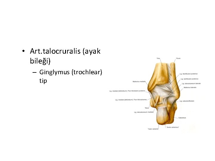  • Art. talocruralis (ayak bileği) – Ginglymus (trochlear) tip 