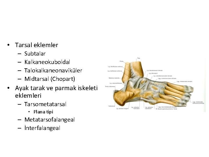  • Tarsal eklemler – – Subtalar Kalkaneokuboidal Talokalkaneonaviküler Midtarsal (Chopart) • Ayak tarak