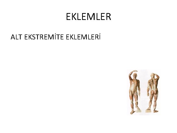 EKLEMLER ALT EKSTREMİTE EKLEMLERİ 