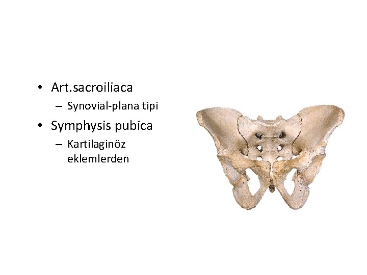  • Art. sacroiliaca – Synovial-plana tipi • Symphysis pubica – Kartilaginöz eklemlerden 