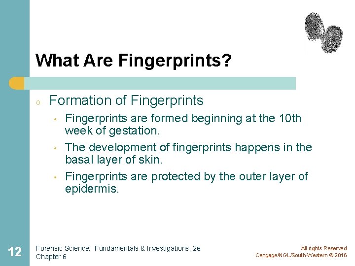 What Are Fingerprints? o Formation of Fingerprints • • • 12 Fingerprints are formed