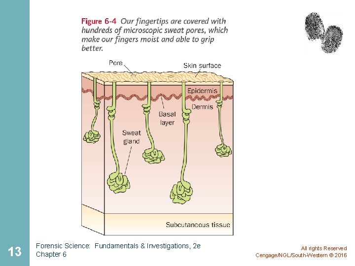 13 Forensic Science: Fundamentals & Investigations, 2 e Chapter 6 All rights Reserved Cengage/NGL/South-Western