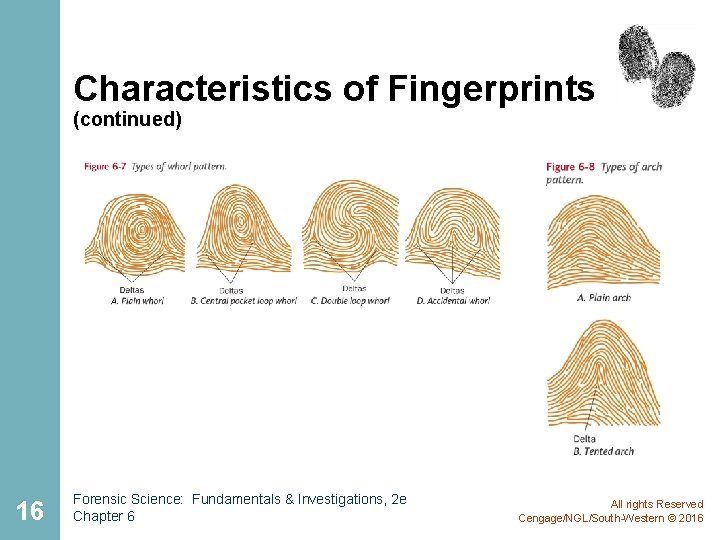 Characteristics of Fingerprints (continued) 16 Forensic Science: Fundamentals & Investigations, 2 e Chapter 6