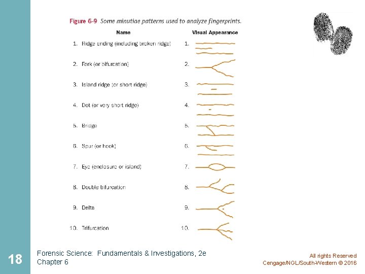 18 Forensic Science: Fundamentals & Investigations, 2 e Chapter 6 All rights Reserved Cengage/NGL/South-Western