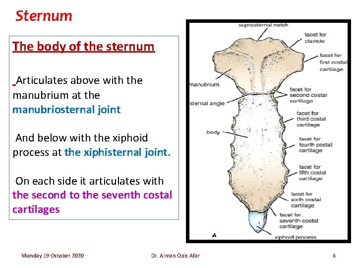 Manubrium Function RESPIRATORY SYSTEM Thoracic Cage Diaphragm Dr Aiman Q