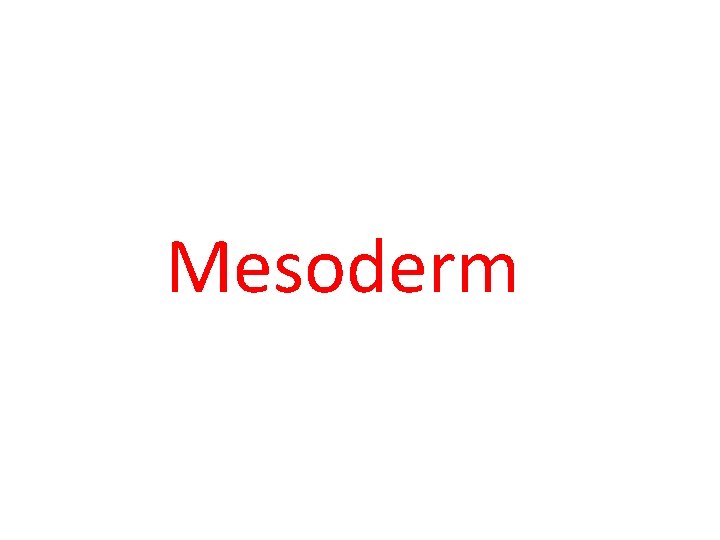 Mesoderm 