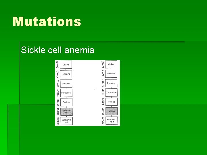 Mutations Sickle cell anemia 