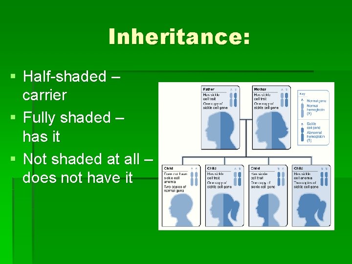 Inheritance: § Half-shaded – carrier § Fully shaded – has it § Not shaded