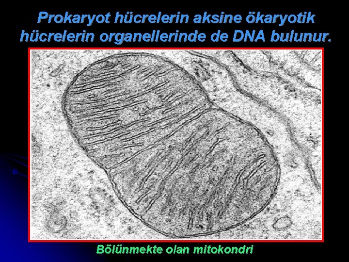 Prokaryot hücrelerin aksine ökaryotik hücrelerin organellerinde de DNA bulunur. Bölünmekte olan mitokondri 