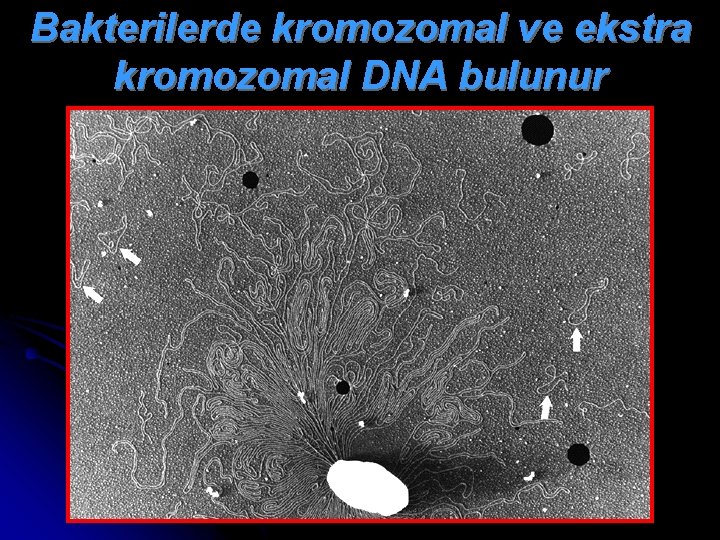 Bakterilerde kromozomal ve ekstra kromozomal DNA bulunur 