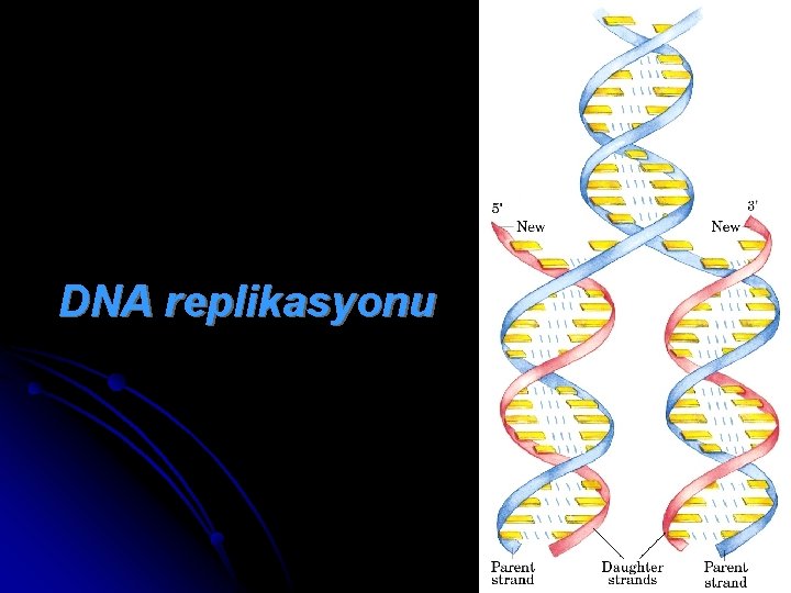 DNA replikasyonu 