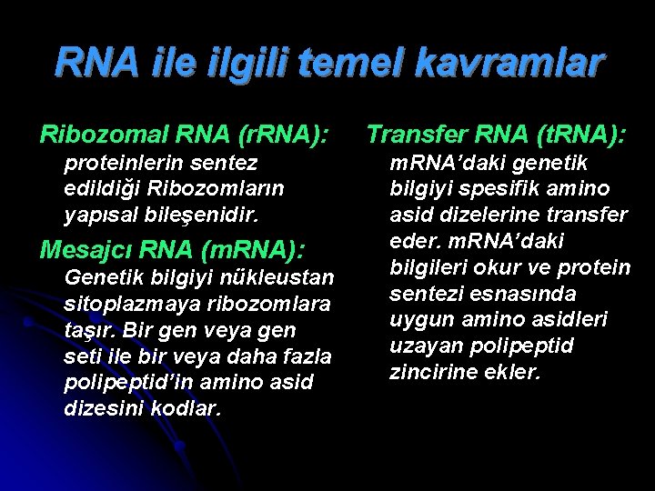 RNA ile ilgili temel kavramlar Ribozomal RNA (r. RNA): proteinlerin sentez edildiği Ribozomların yapısal