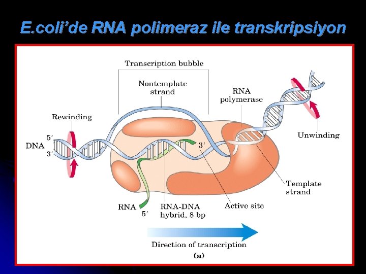 E. coli’de RNA polimeraz ile transkripsiyon 