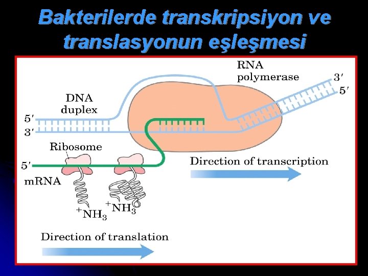 Bakterilerde transkripsiyon ve translasyonun eşleşmesi 
