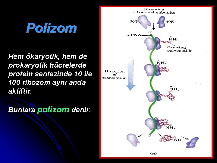 Polizom Hem ökaryotik, hem de prokaryotik hücrelerde protein sentezinde 10 ile 100 ribozom aynı