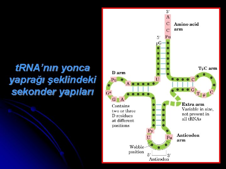 t. RNA’nın yonca yaprağı şeklindeki sekonder yapıları 