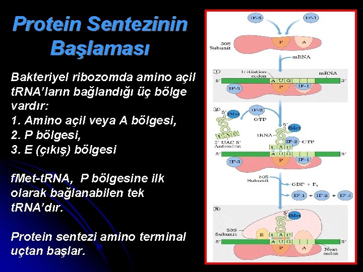 Protein Sentezinin Başlaması Bakteriyel ribozomda amino açil t. RNA’ların bağlandığı üç bölge vardır: 1.