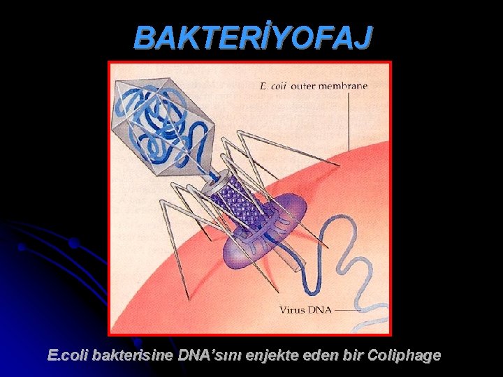 BAKTERİYOFAJ E. coli bakterisine DNA’sını enjekte eden bir Coliphage 