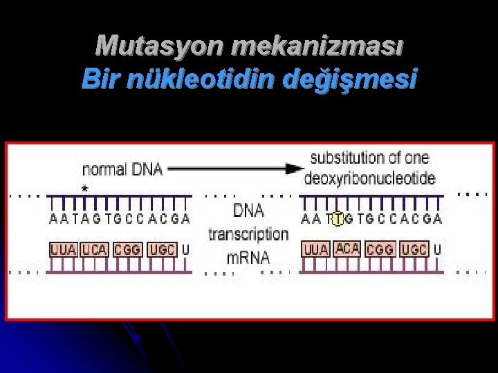 Mutasyon mekanizması Bir nükleotidin değişmesi 
