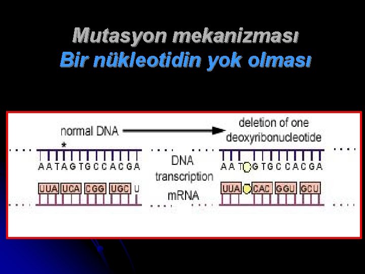 Mutasyon mekanizması Bir nükleotidin yok olması 