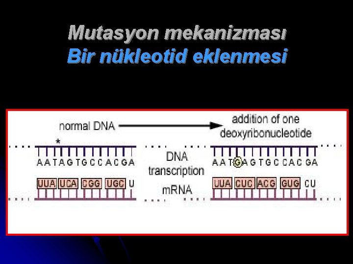Mutasyon mekanizması Bir nükleotid eklenmesi 
