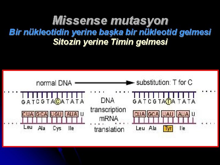 Missense mutasyon Bir nükleotidin yerine başka bir nükleotid gelmesi Sitozin yerine Timin gelmesi 