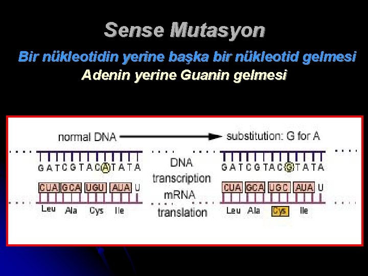 Sense Mutasyon Bir nükleotidin yerine başka bir nükleotid gelmesi Adenin yerine Guanin gelmesi 