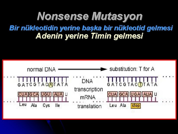 Nonsense Mutasyon Bir nükleotidin yerine başka bir nükleotid gelmesi Adenin yerine Timin gelmesi 