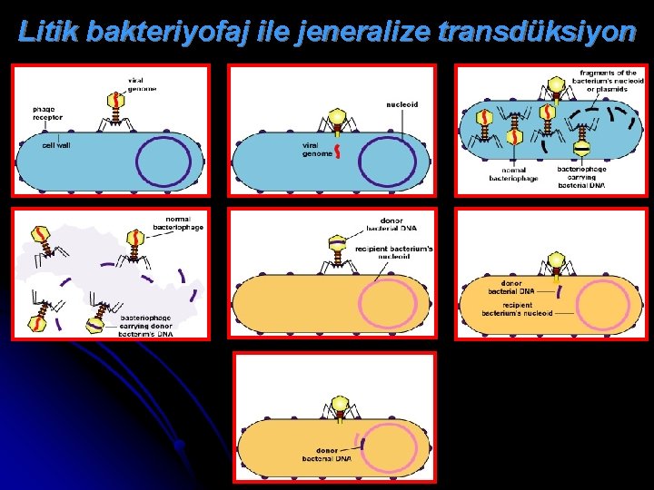 Litik bakteriyofaj ile jeneralize transdüksiyon 