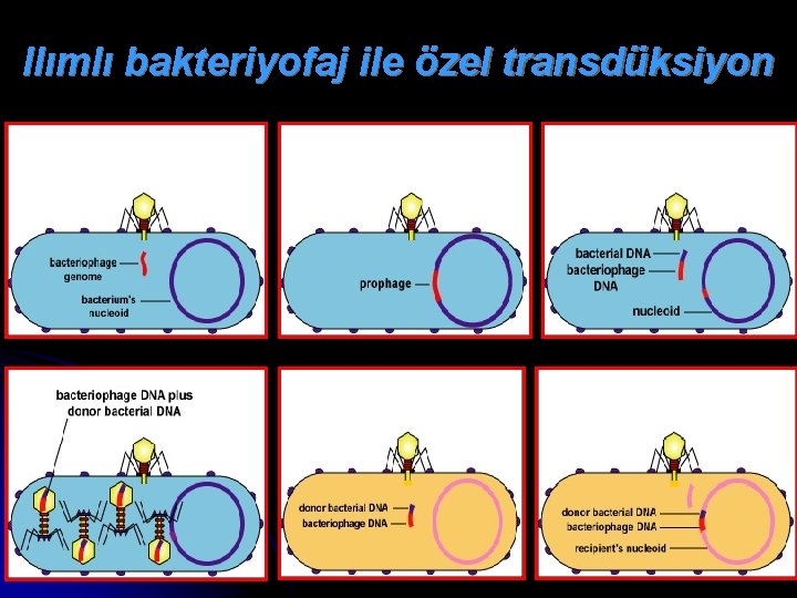 Ilımlı bakteriyofaj ile özel transdüksiyon 