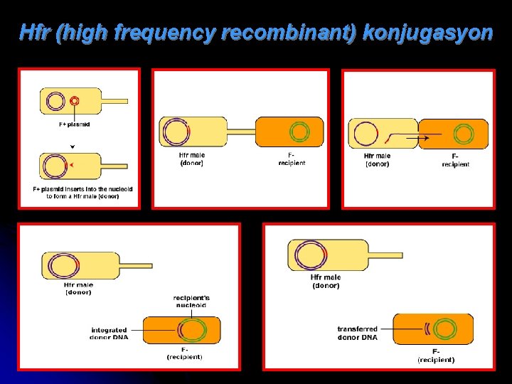 Hfr (high frequency recombinant) konjugasyon 